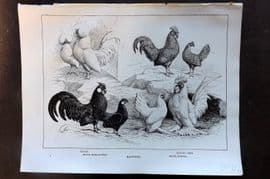 Ludlow C1910 Bird Poultry Print. Bantams - Polish, Black Rose-Combed, Scotch Grey, White Booted