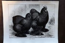 Ludlow C1910 Bird Poultry Print. Black Cochins