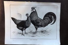 Ludlow C1910 Bird Poultry Print. Black Hamburghs
