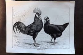 Ludlow C1910 Bird Poultry Print. Black Minorcas