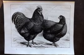 Ludlow C1910 Bird Poultry Print. Black Opringtons