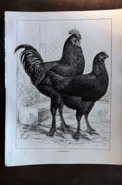 Ludlow C1910 Bird Poultry Print. Langshans