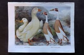 Ludlow C1910 Bird Poultry Print. Pekin and Indian Runner Ducks