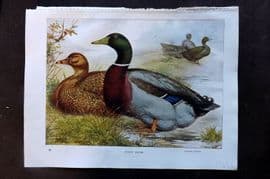 Ludlow C1910 Bird Poultry Print. Rouen Ducks
