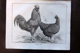 Ludlow C1910 Bird Poultry Print. Scotch Greys