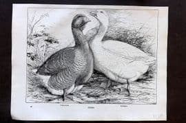 Ludlow C1910 Bird Poultry Print. Toulouse, Geese, Embden