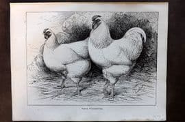 Ludlow C1910 Bird Poultry Print. White Wyandottes