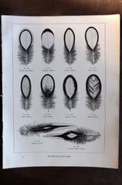 Ludlow C1910 Bird Poultry Print. Wyandotte Feathers