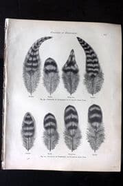 Ludlow & Wright 1885 Poultry Print. Feathers of Dominique or Plymouth Rock