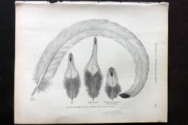 Ludlow & Wright 1885 Poultry Print. Feathers of Full-Flumaged Silver-Spangled Cock