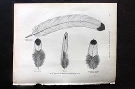 Ludlow & Wright 1885 Poultry Print. Feathers of Hen-Tailed Silver Monkey Cock