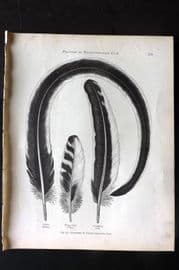 Ludlow & Wright 1885 Poultry Print. Feathers of Silver-Pencilled Cock