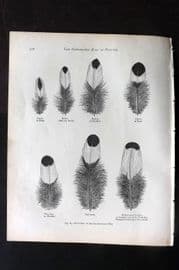 Ludlow & Wright 1885 Poultry Print. Feathers of Silver Spangled Hen