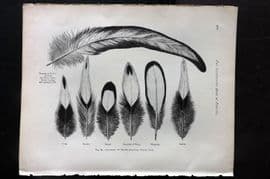 Ludlow & Wright 1885 Poultry Print. Feathers of Silver-Spangled Polish Cock
