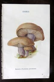 MAFF 1950 Vintage Fungi Mushroom Print. Blewits 08