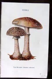 MAFF 1950 Vintage Fungi Mushroom Print. Blusher 04