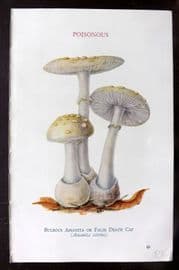 MAFF 1950 Vintage Fungi Mushroom Print. Bulbous Amanita or False Death Cap 20