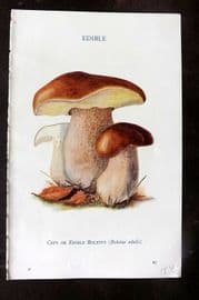 MAFF 1950 Vintage Fungi Mushroom Print. Ceps or Edible Boletus 16