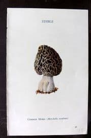 MAFF 1950 Vintage Fungi Mushroom Print. Common Morel 18