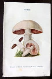 MAFF 1950 Vintage Fungi Mushroom Print. Common or Field Mushroom 01