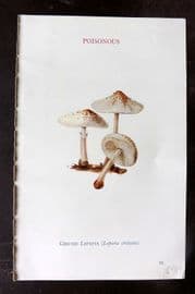 MAFF 1950 Vintage Fungi Mushroom Print. Crested Lepiota 23