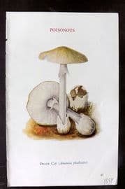 MAFF 1950 Vintage Fungi Mushroom Print. Death Cap 19