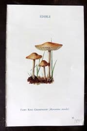 MAFF 1950 Vintage Fungi Mushroom Print. Fairy Ring Champignon 12