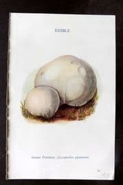 MAFF 1950 Vintage Fungi Mushroom Print. Giant Puffball 15