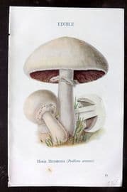 MAFF 1950 Vintage Fungi Mushroom Print. Horse Mushroom 02