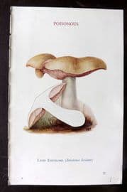 MAFF 1950 Vintage Fungi Mushroom Print. Livid Entoloma 24