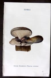 MAFF 1950 Vintage Fungi Mushroom Print. Oyster Mushroom 11