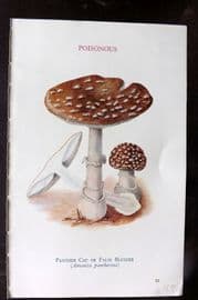 MAFF 1950 Vintage Fungi Mushroom Print. Panther Cap or False Blusher 22