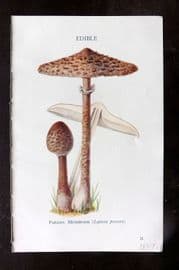 MAFF 1950 Vintage Fungi Mushroom Print. Parasol Mushroom 06