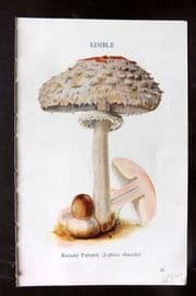MAFF 1950 Vintage Fungi Mushroom Print. Ragged Parasol 07