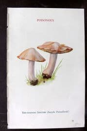 MAFF 1950 Vintage Fungi Mushroom Print. Red Staining Inocybe 25