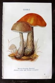 MAFF 1950 Vintage Fungi Mushroom Print. Rough Stalked Boletus 17