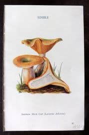 MAFF 1950 Vintage Fungi Mushroom Print. Saffron Milk Cap 14