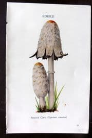 MAFF 1950 Vintage Fungi Mushroom Print. Shaggy Caps 03