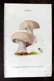 MAFF 1950 Vintage Fungi Mushroom Print. St. George's Mushroom 10