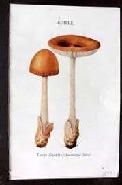MAFF 1950 Vintage Fungi Mushroom Print. Tawny Grisette 05