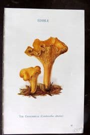 MAFF 1950 Vintage Fungi Mushroom Print. The Chanterelle 13
