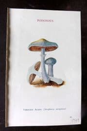 MAFF 1950 Vintage Fungi Mushroom Print. Verdigris Agaric 27