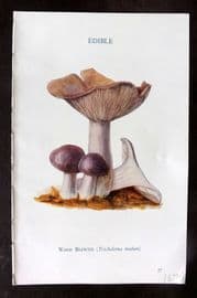 MAFF 1950 Vintage Fungi Mushroom Print. Wood Blewits 09