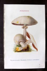 MAFF 1950 Vintage Fungi Mushroom Print. Yellow Staining Staining Inocybe 26