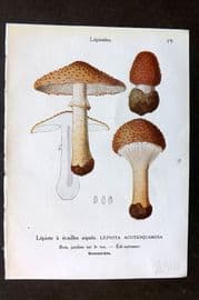 Maublanc 1946 Mushroom Print Lepiota Acutesquamosa, Clypeolaria, Cristata 19-20