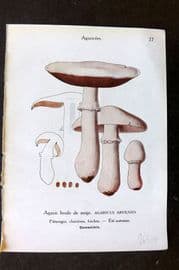 Maublanc 1946 Mushroom Print. Agaricus Arvensis & Silvicola 27-28