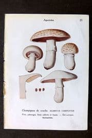 Maublanc 1946 Mushroom Print. Agaricus Campester & Silvaticus 25-26