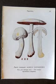 Maublanc 1946 Mushroom Print. Agaricus Xanthodermus & Coprinus Comatus 29-30