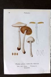 Maublanc 1946 Mushroom Print. Agrocybe Praecox & Flammula Sapinea 37-38