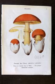 Maublanc 1946 Mushroom Print. Amanita Caesarea & Ovidea 1-2